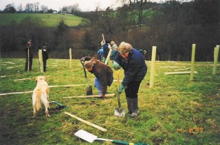 People and a dog planting trees in a grassy field on a cloudy day, surrounded by planting tubes.