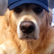 Golden retriever wearing a navy "Robertsbridge 800" cap, lying on a brown surface, looking at the camera.