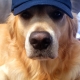 Golden retriever wearing a navy "Robertsbridge 800" cap, lying on a brown surface, looking at the camera.