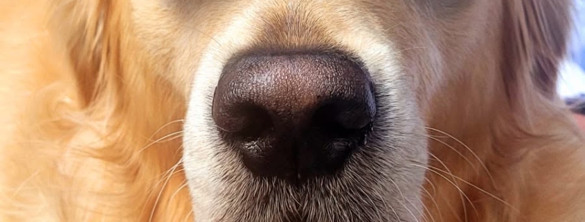 Golden retriever wearing a navy "Robertsbridge 800" cap, lying on a brown surface, looking at the camera.