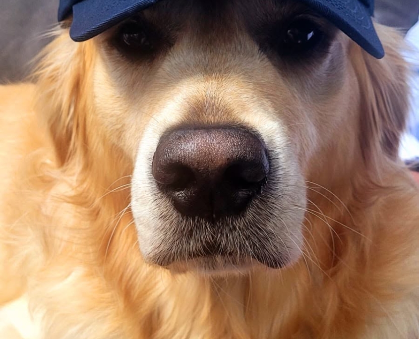 Golden retriever wearing a navy "Robertsbridge 800" cap, lying on a brown surface, looking at the camera.