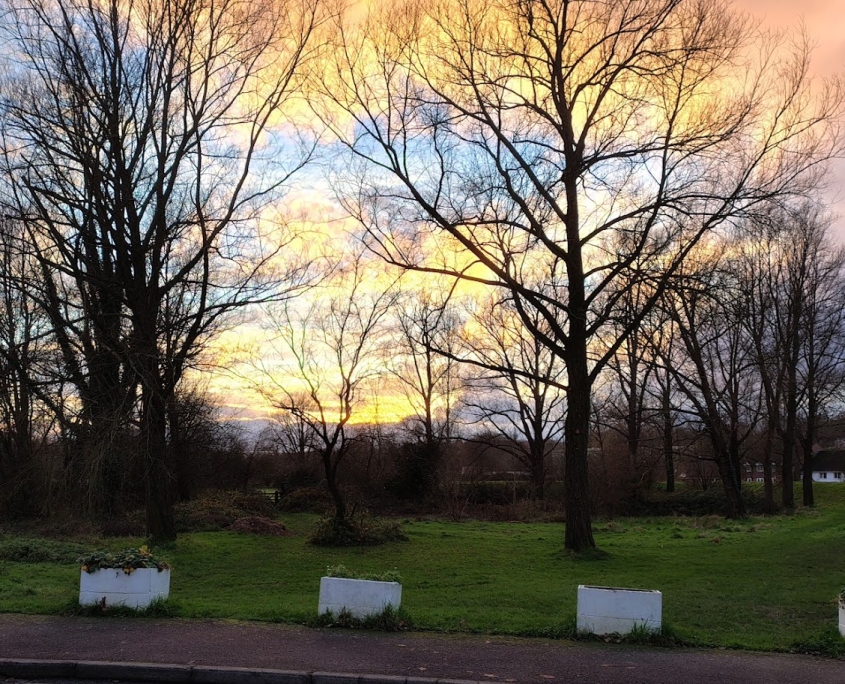 Bare trees in a grassy park at sunset, with bright clouds and blue sky in the background.