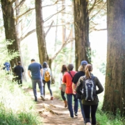people walking on dirt road between trees during daytime