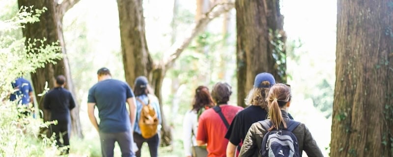 people walking on dirt road between trees during daytime